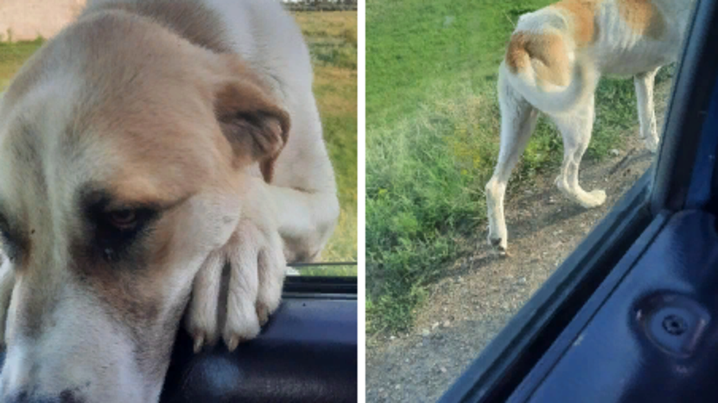 Собаки которые потерялись. Алтайский край потерялась собака. Собака найденная вчера. Нашли хозяина собаки в Бийске. Звери которые теряют контроль