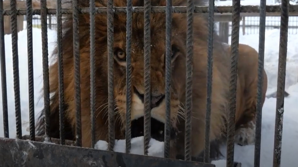 Работа в зоопарке барнаул. Зоопарк в алтае лесная сказка. Зоопарк барнаул. Работа в зоопарке барнаул. Работа в зоопарке барнаул.