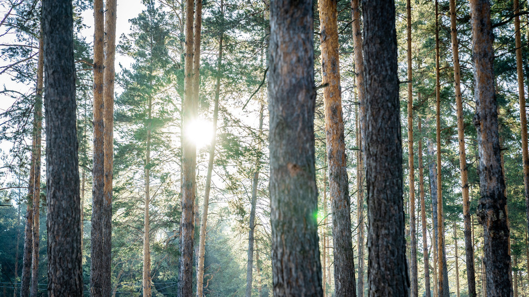 лесное хозяйство в норвегии. деревья сверху. тайга aerial. вашингтон лес. темнохвойная пихтовая тайга сибирь.