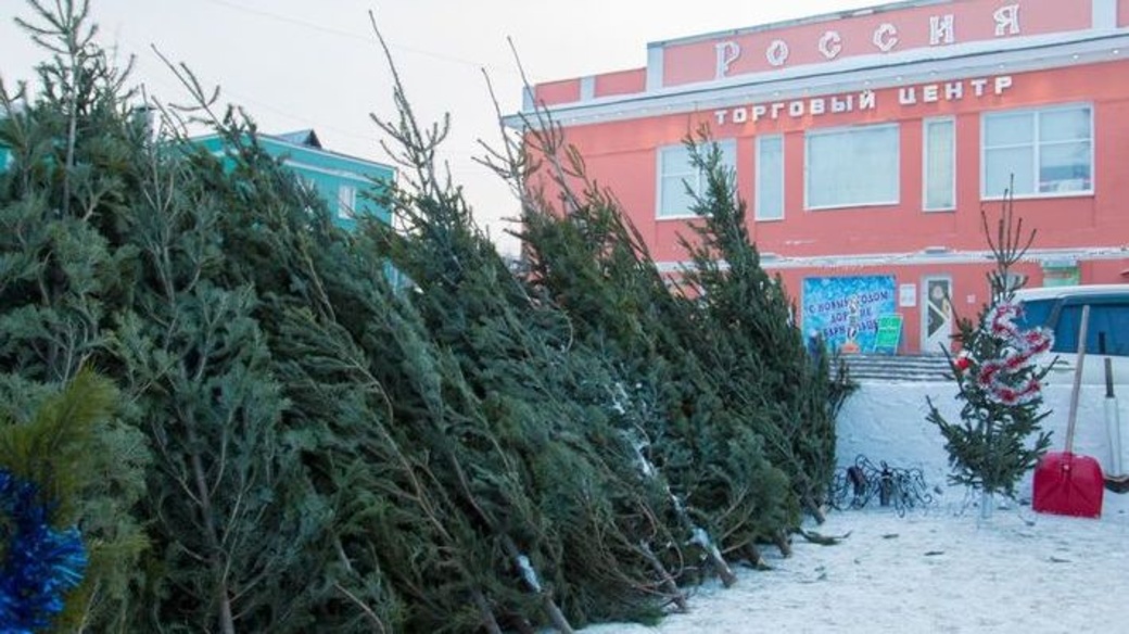 Trh vánočních stromků / Foto: Vjačeslav Melnikov, amic.ru