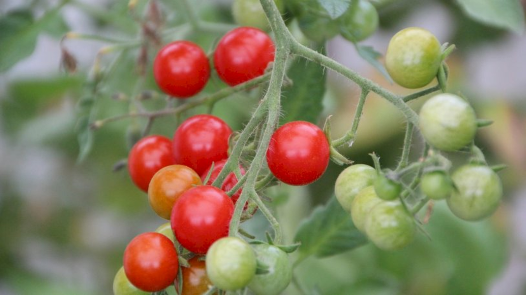 Какие сорта томатов хорошо плодоносят в Сибири и Алтайском крае?