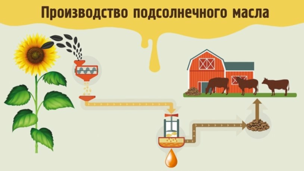 Из чего изготавливают растительное масло. Как получают масло из подсолнечника. Как получают масло из подсолнечника. Масло подсолнечное. Классификация растительных масел.