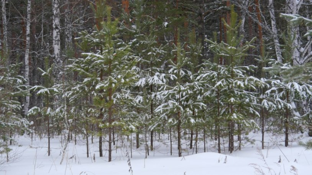 Заповедный лес под усиленной охраной. Незаконная рубка хвойных молодняков. Деревья лесов Ивановской области. Хвойный лес в ноябре. Елка в лесу в ноябре.