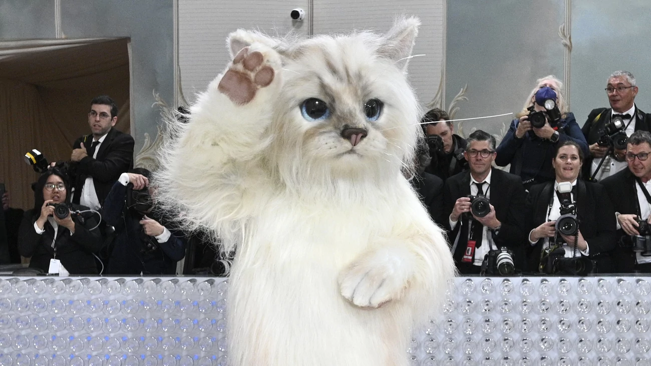 Кот в костюме