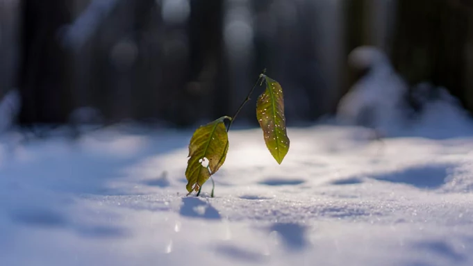 Пожелтевшие листья на снегу / Фото: unsplash.com