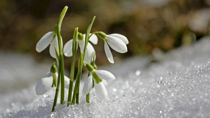 Подснежники весной / Фото: pixabay.com