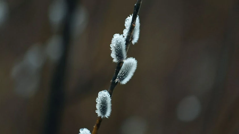 вербное воскресенье приметы.