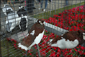 7 сентября 2019 г., Барнаул. Екатерина Смолихина   Авиашоу, бокс и фейерверк: как Барнаул отметил свое 289-летие