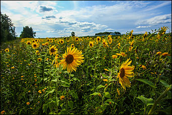 22 августа 2019 г., с.Шахи   Солнышко в руках. Алтайские поля подсолнухов в объективе Amic.ru