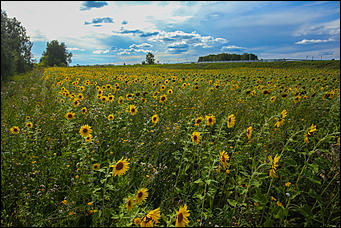 22 августа 2019 г., с.Шахи   Солнышко в руках. Алтайские поля подсолнухов в объективе Amic.ru