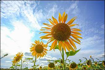 22 августа 2019 г., с.Шахи   Солнышко в руках. Алтайские поля подсолнухов в объективе Amic.ru