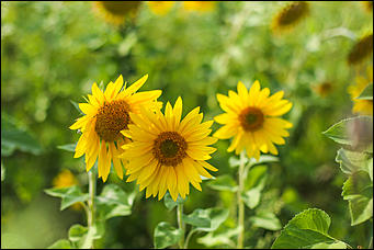 22 августа 2019 г., с.Шахи   Солнышко в руках. Алтайские поля подсолнухов в объективе Amic.ru