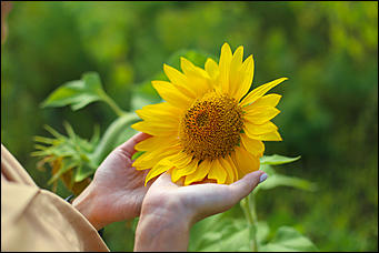 22 августа 2019 г., с.Шахи   Солнышко в руках. Алтайские поля подсолнухов в объективе Amic.ru