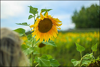 22 августа 2019 г., с.Шахи   Солнышко в руках. Алтайские поля подсолнухов в объективе Amic.ru