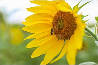 22 августа 2019 г., с.Шахи   Солнышко в руках. Алтайские поля подсолнухов в объективе Amic.ru