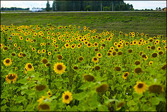 22 августа 2019 г., с.Шахи   Солнышко в руках. Алтайские поля подсолнухов в объективе Amic.ru