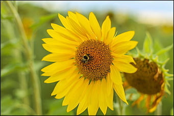 22 августа 2019 г., с.Шахи   Солнышко в руках. Алтайские поля подсолнухов в объективе Amic.ru
