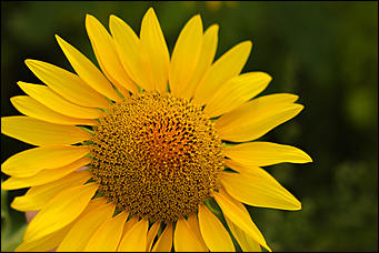 22 августа 2019 г., с.Шахи   Солнышко в руках. Алтайские поля подсолнухов в объективе Amic.ru