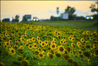 22 августа 2019 г., с.Шахи   Солнышко в руках. Алтайские поля подсолнухов в объективе Amic.ru