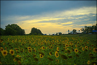 22 августа 2019 г., с.Шахи   Солнышко в руках. Алтайские поля подсолнухов в объективе Amic.ru