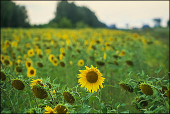 22 августа 2019 г., с.Шахи   Солнышко в руках. Алтайские поля подсолнухов в объективе Amic.ru