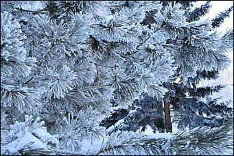 4 январь 2019 г., Барнаул   Новый год 2019