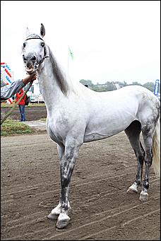 20 августа 2011 г.,Барнаул   Дилерский центр Hyundai- Автоцентр АНТ посетил конноспортивные соревнования на Кубок Губернатора края-2011