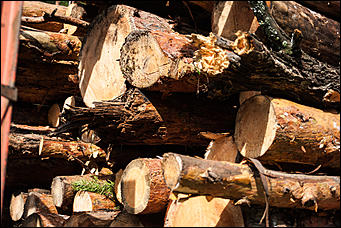 04.07.2017   Барнаульское лесничество в селе Лебяжье