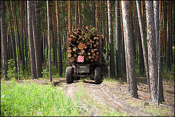 04.07.2017   Барнаульское лесничество в селе Лебяжье