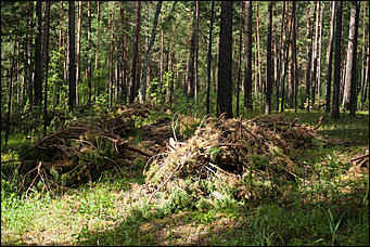 04.07.2017   Барнаульское лесничество в селе Лебяжье