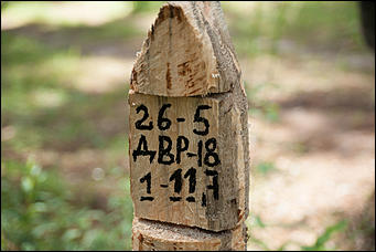 04.07.2017   Барнаульское лесничество в селе Лебяжье