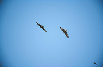 15 Июля 2017 г., Ребриха   Международная эскадрилья в небе над Ребрихой: фоторепортаж с авиафестиваля