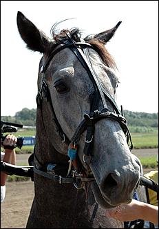 20 августа 2006 г., Барнаул   Международная встреча наездников Россия - Финляндия