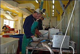19 сентября 2006 г., Барнаул   Как перерабатывают рыбу на барнаульском предприятии "Диаф"?