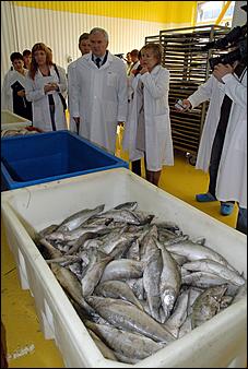 19 сентября 2006 г., Барнаул   Как перерабатывают рыбу на барнаульском предприятии "Диаф"?