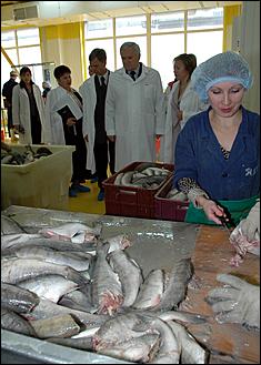 19 сентября 2006 г., Барнаул   Как перерабатывают рыбу на барнаульском предприятии "Диаф"?