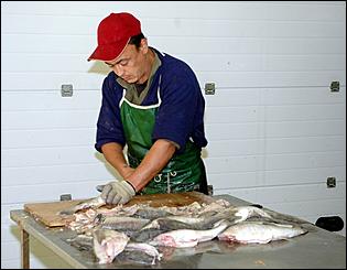19 сентября 2006 г., Барнаул   Как перерабатывают рыбу на барнаульском предприятии "Диаф"?