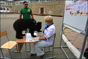 1 июль 2020 г., Барнаул   Кто с медведем, кто с детьми. Как Барнаул голосует по поправкам в Конституцию 