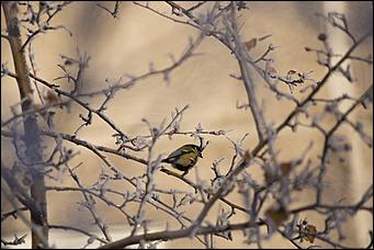 27.12.2016 Барнаул © Амител Вячеслав Мельников   Белый иней: природа украшает Барнаул к Новому году
