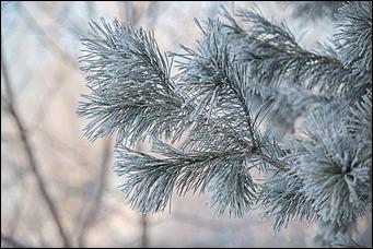 27.12.2016 Барнаул © Амител Вячеслав Мельников   Белый иней: природа украшает Барнаул к Новому году
