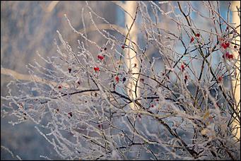 27.12.2016 Барнаул © Амител Вячеслав Мельников   Белый иней: природа украшает Барнаул к Новому году