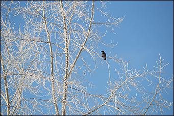 27.12.2016 Барнаул © Амител Вячеслав Мельников   Белый иней: природа украшает Барнаул к Новому году