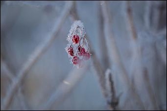 27.12.2016 Барнаул © Амител Вячеслав Мельников   Белый иней: природа украшает Барнаул к Новому году