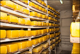 13 июля 2017 с.,Куяган Алтайского района   Рождение "Советского Сыра": фоторепортаж с Куяганского маслосырзавода