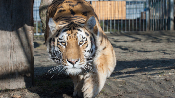14 апрель 2016 г., Барнаул &copy; Амител Вячеслав Мельников   Опасность и совершенство: фотографии амурского тигра из барнаульского зоопарка