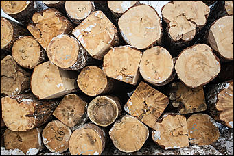 23 ноябрь 2016 г., Барнаул © Амител Вячеслав Мельников   Фоторепортаж с современного деревоперерабатывающего производства