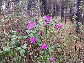 2.05.2019   Снег, цветущий маральник и безудержное веселье: на Алтае открыли летний турсезон