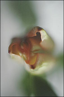 17 сентября 2008 г., Барнаул   Выставка эротической фотографии "Магия НЮ"