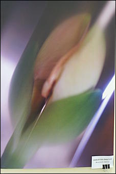 17 сентября 2008 г., Барнаул   Выставка эротической фотографии "Магия НЮ"