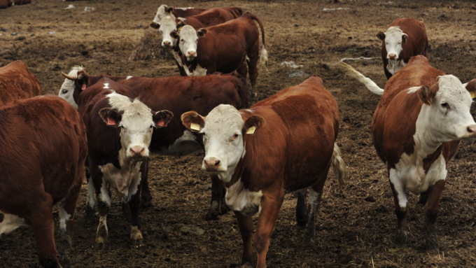 30 июня 2017   Новая подъездная дорога к племенному комплексу   ОАО "Промышленный"  в Бийском районе